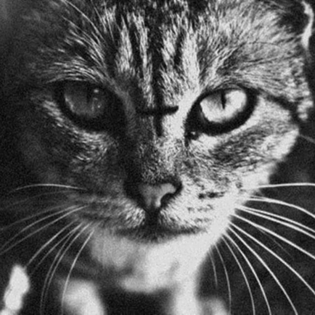 Коты (ПВЕ сообщество)